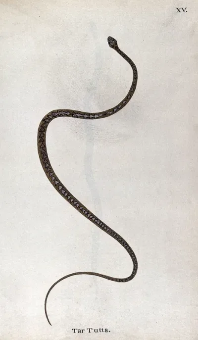 A snake, slender and light brown in colour, with pale triangular patches edged with black, running along its back