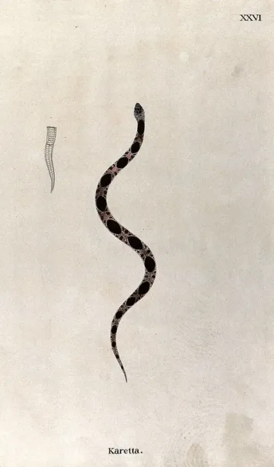 A snake, slender and pale brown in colour, with large dark brown oblong-shaped markings running along its back: includes an outline drawing of the tail