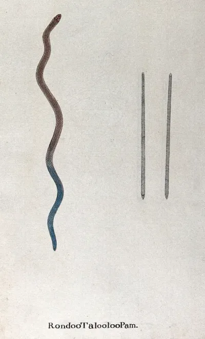A snake, small and slender, colour fading from light red-brown at the head to blue at the tail: includes two small figures of snake seen from above and below