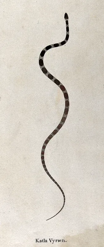 A snake, small and slender, pale in colour, with oval-shaped brown markings running along its back (which become gradually paler towards the lower body and tail)