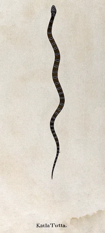 A snake, small and slender, tan/brown in colour, cross-banded with black markings edged with white