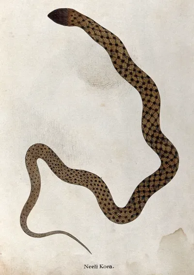 A snake, tan in colour, with brown spotted markings connected by thin diagonal bars