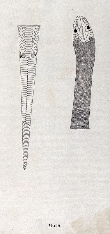 A snake: two outline drawings, one showing the head and the other the underside of the tail of a snake