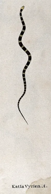 A snake, very small and slender, pale yellow in colour, with dark brown oval-shaped markings or cross-bands
