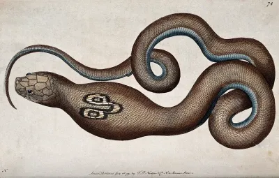 A snake with expanded neck