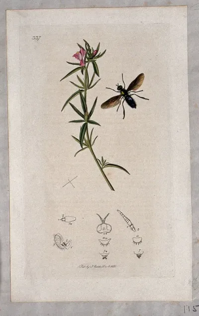 A snapdragon plant (Antirrhinum orontium) with an associated insect and its anatomical segments