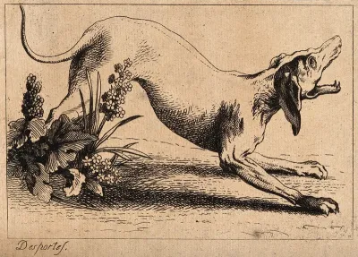 A snarling dog. Etching by A. F. Desportes
