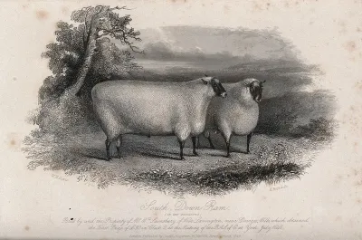 A South Down ram viewed in two positions