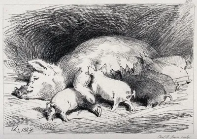 A sow lying down in the pen, with six piglets feeding