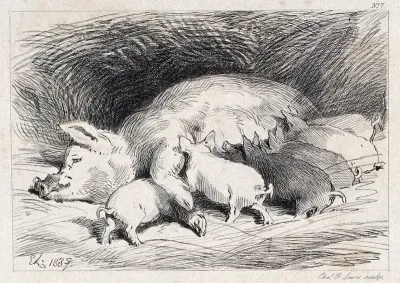 A sow lying in the straw with six suckling piglets