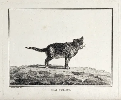 A Spanish cat standing on a field