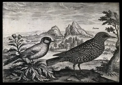 A sparrow and starling set in natural surroundings