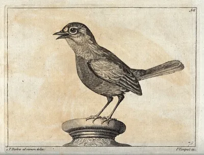 A sparrow. Engraving by P. Tempest, ca. 1690, after F. Barlow