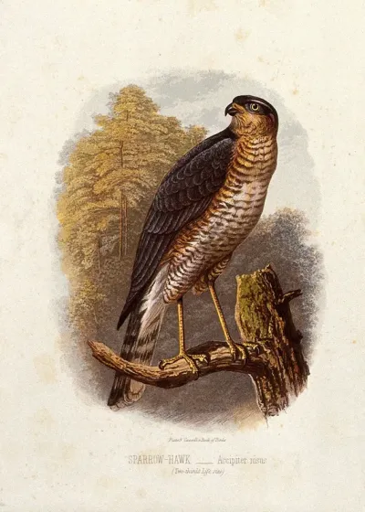 A sparrow-hawk (Accipiter nisus)