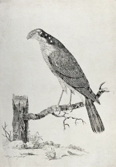 A sparrow-hawk. Etching by W. Hayes, ca. 1780