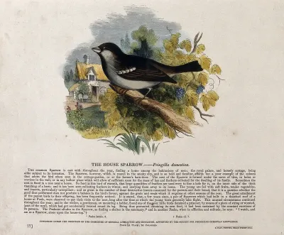 A sparrow sitting on a branch near a farmhouse