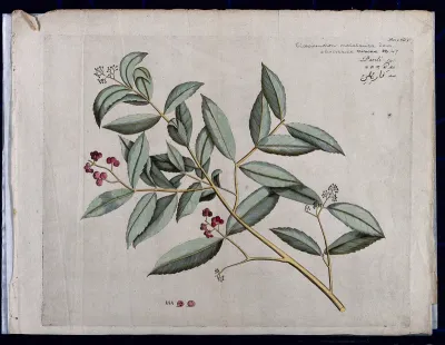 A species of Cassine: branch with flowers and fruit, separate fruit and seeds and cross-section of fruit