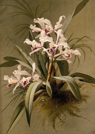 A species of orchid: flowering plant with traces of surrounding vegetation