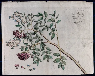 A species of Rutaceae: branch with flowers and fruit and separate flowers, fruit and seed
