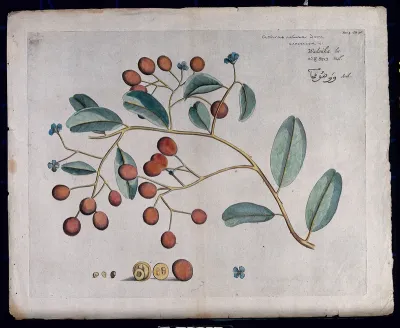 A species of Sapotaceae: branch with flowers and fruit, separate flower and sections of fruit and seeds