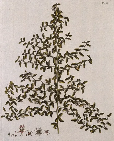 A species of the genus Byttneria: flowering stem with separate segments of flower, fruit and seed