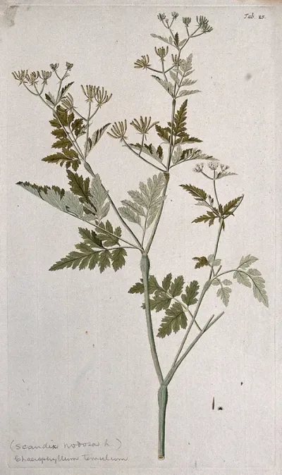 A species of the genus Chaerophyllum: flowering and fruiting stem with separate fruit and seed