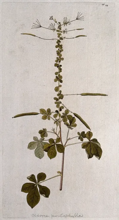 A species of the genus Cleome: flowering and fruiting stem