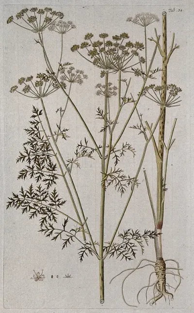 A species of the genus Laserpitium: three sections of the flowering stem with separate floral segments