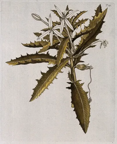 A species of the genus Lobelia: flowering stem