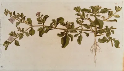 A species of the genus Mesembryanthemum: entire flowering and fruiting plant