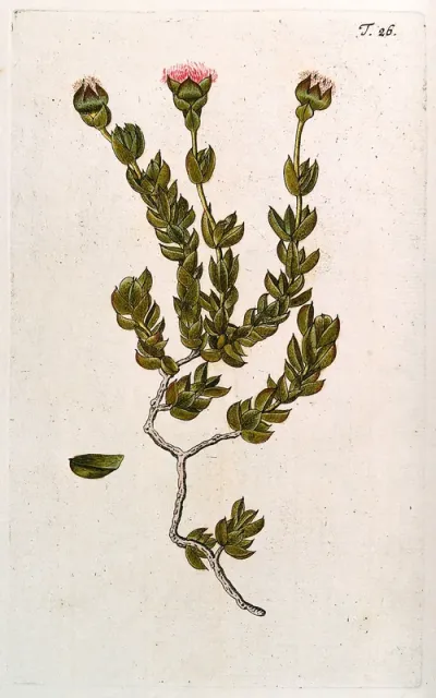 A species of the genus Mesembryanthemum: flowering stem with separate leaf