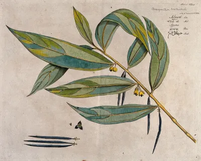 A species of Thottea: branch with flowers and pods and separate pods and sectioned flower
