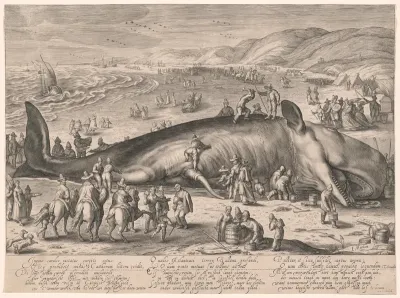 A Sperm Whale Beached near Katwijk