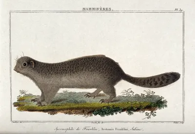 A spermophile. Coloured etching by G.J. Gatine after A.C. Vauthier