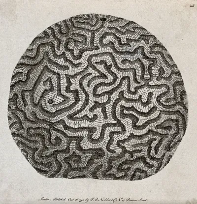 A spherical marine animal