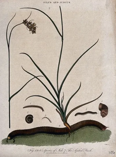A spiked rush (Juncus spicatus) and millipede (Iulus species) with anatomical detail