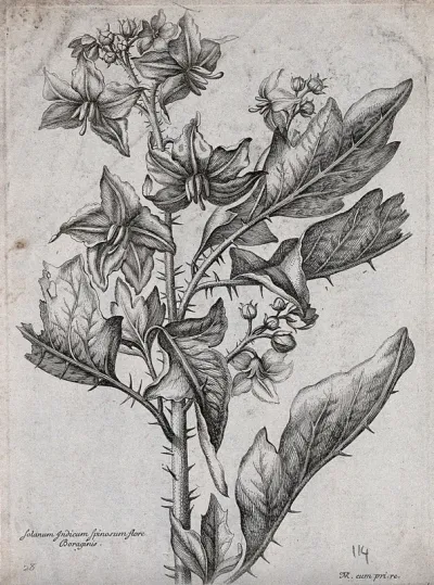 A spiny Solanum plant: flowering stem