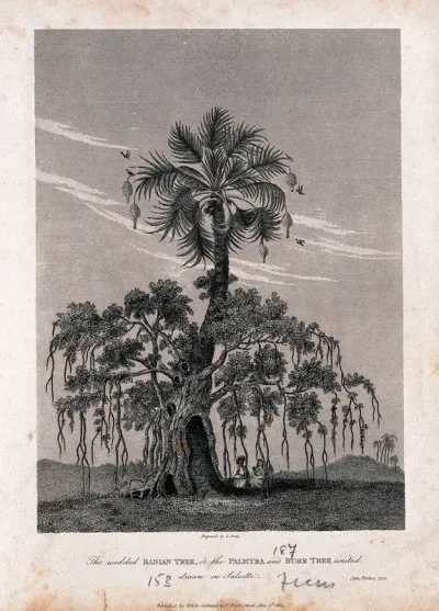 A spreading banyan tree (Ficus benghalensis L.) growing on a palmyra palm (Borassus flabellifer L.) and sheltering 2 people