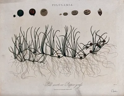A spreading pillwort plant (Pilularia species) with details of its sporocarp