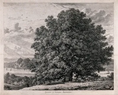 A spreading sycamore tree (Acer pseudoplatanus L.) growing by a scenic lake
