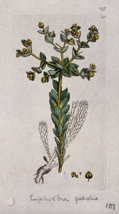 A spurge (Euphorbia species): flowering stem, leaves, roots and floral segments