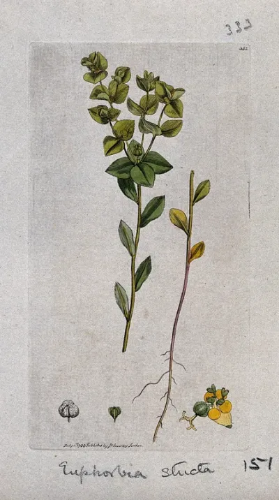 A spurge (Euphorbia stricta): flowering stem, leaves, roots and floral segments