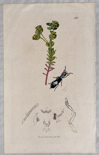 A spurge plant (Euphorbia portlandica) with an associated insect and its anatomical segments