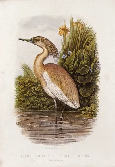 A squacco heron (Buphus comata)