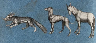 A squirrel (?), a greyhound and a mule
