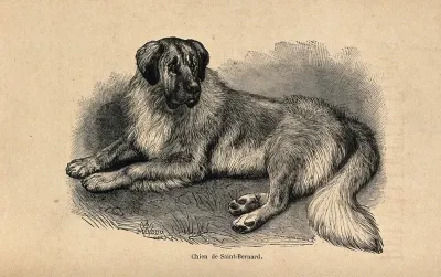 A St Bernard dog