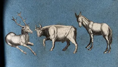 A stag, a bull and a mule