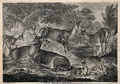 A stag and a group of deer resting near a small lake in a forest