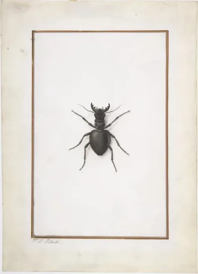A Stag Beetle