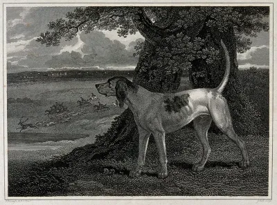 A stag hound is looking down into a valley where a large hunting party is chasing a stag
